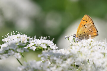 Scarce copper butterfly feeding on Cow Parsley