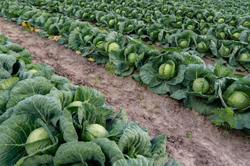 cabbage in the field