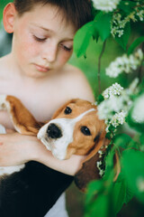The boy holds a pet (dog beagle) in his arms and looks at him
