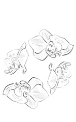 flower orchid pattern