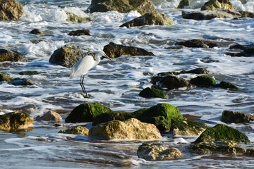 Great Blue Heron (Ardea herodias). It is the largest North American heron. 