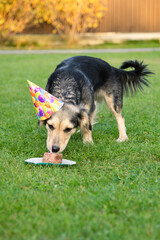 Celebrating the birthday of a cute outbred dog. Wool color is black, beige or white. The puppy has a cap on his head, an attribute of the holiday. Birthday man eating a makeshift cake outdoors.