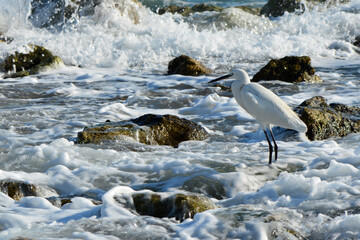 Great Blue Heron (Ardea herodias). It is the largest North American heron. 