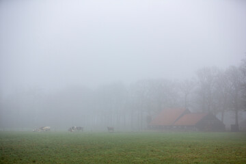 cows in green meadow near farm in mist on dutch countryside near Scherpenzeel in the netherlands