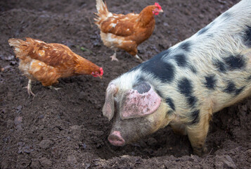 pig roots in mud and chickens roam freely on organic farm in holland - 481611869
