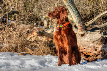 A beautiful shiny red Irish Setter hunting dog sits in the sun on the snow-covered edge of a forest...