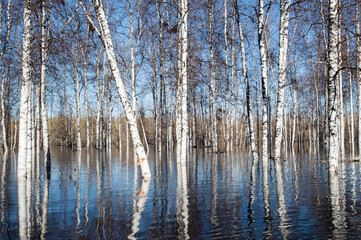 spring flood in the forest