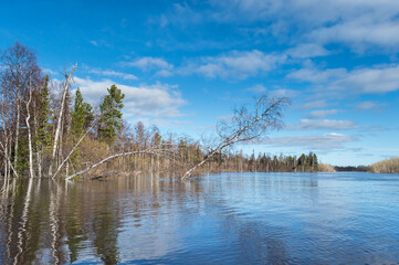 Obraz premium spring flood in the forest