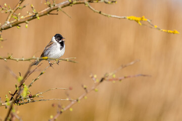 Obraz premium Reed bunting (Emberiza schoeniclus)