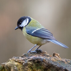 Great tit (Parus major)