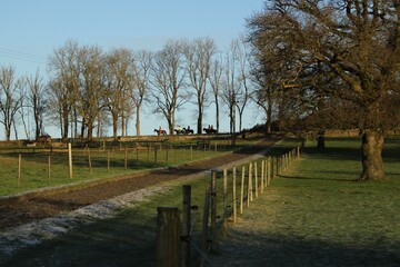 horses heading to the gallops