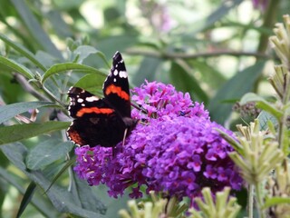 butterfly on flower