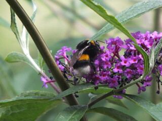 bumblebee on a flower