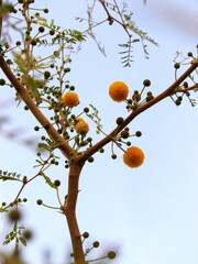 Gum Arabic Tree branch with some yellow flowers and leaves