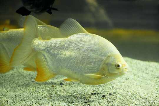 White Pacu fish in aquarium. Albino fish