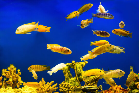 A lot of cichlid fish swim in the aquarium on a blue background