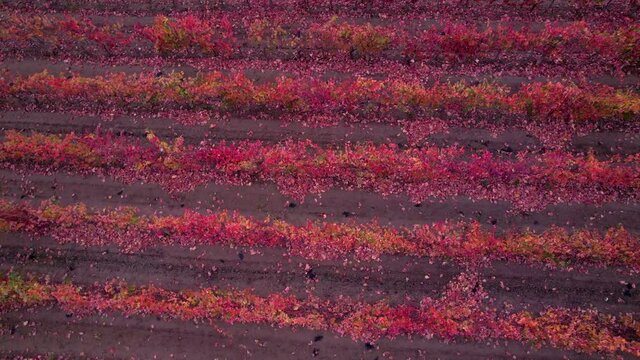 Autumn landscape of vineyards, La Rioja, Spain, Europe