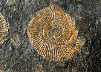 Fossile of shells