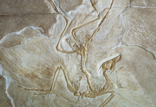 Fossile of Archaeopteryx. Pre historic bird. Reptile bird.