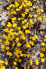 spring young yellow flowers mother and stepmother close-up, plant natural background with copy space, Tussilago farfara
