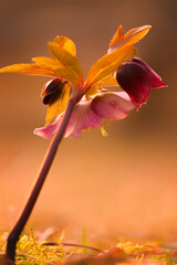 Macro helleborus - pink spring flower