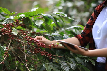 Harvesting coffee beans ,hand picking in farm. harvesting Robusta and arabica  coffee berries by agriculturist hands, Worker Harvest arabica coffee berries on its branch.