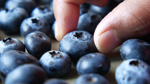 hand pick a fresh blue berry close up 