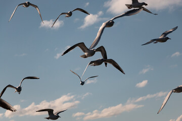 A lot of seagulls flying in cloudy sky. Freedom concept. Focus is on bird in the middle. Background. Horizontal banner photo.
