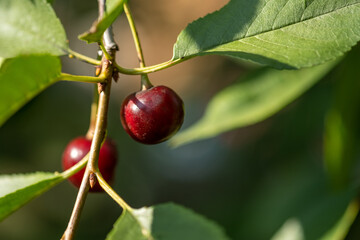 Cherry-tree with ripe red cherries