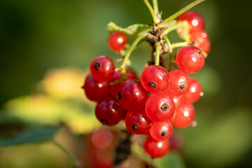 Red currant berries in the garden