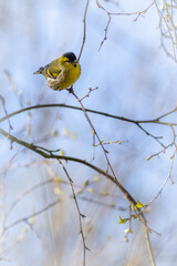 Siskin (Carduelis spinus)
