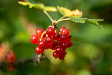 Red currant berries in the garden