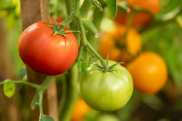 Tomatoes in the greenhouse in different colors