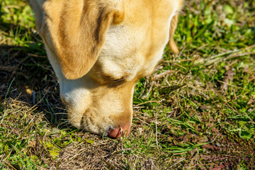 Yellow Labrador retriever with big ears sniffing the plants in the field on a sunny spring day