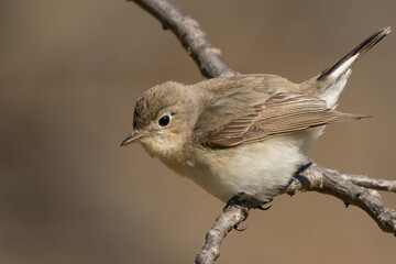 飛び移ろうと体を伸ばすニシオジロビタキ