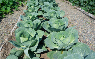 Cabbage plantation. Summer, month of July
