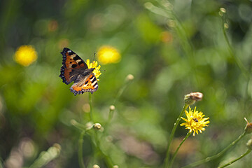 nature