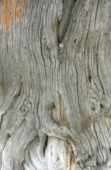 Background of an old dead tree