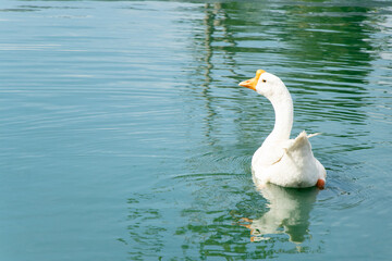 White color goose swimming in lake background