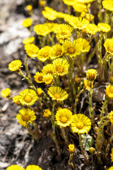 Fototapeta premium spring young yellow flowers mother and stepmother close-up, plant natural background with copy space, Tussilago farfara