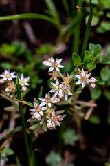 Saxifraga sedoides flower in forest