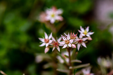 Saxifraga sedoides flower growing in forest