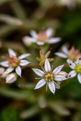 Saxifraga sedoides flower in forest, close up 