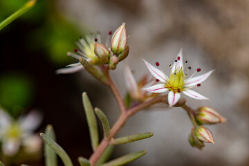 Saxifraga sedoides flower growing in forest, close up 