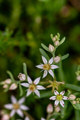 Saxifraga sedoides flower growing in forest, close up shoot	