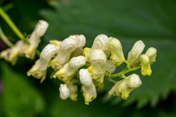 Aconitum lycoctonum flower in forest