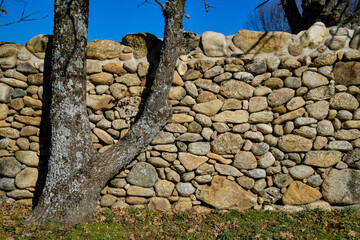 Old stone wall with oak tree.
