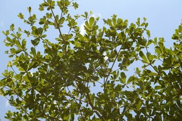 Fototapeta premium fresh green Terminaliaa leaves on blue sky