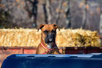 boxer dog portrait on a pickup van.