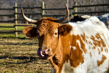 Head of brown and white calf in extensive livestock.